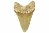 Serrated, Fossil Megalodon Tooth - North Carolina #257782-1